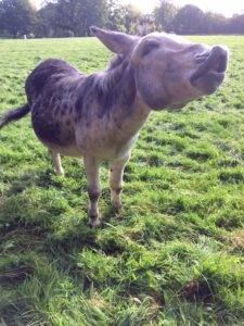 Donkey at Farmleigh Estate
