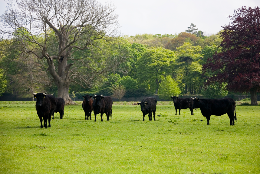 The Kerry Cattle return to Farmleigh
