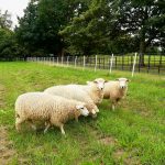 Four white Galway Sheep in field at Farmleigh