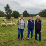 Galway sheep with Carmel, Jerry and Shauna from the Galway Sheep Society