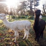 One white alpaca facing to side and one brown alpaca facing camera in sunny field
