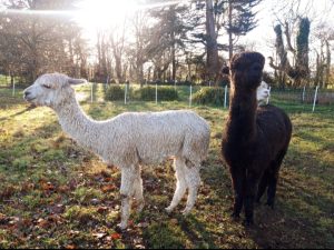 One white alpaca facing to side and one brown alpaca facing camera in sunny field